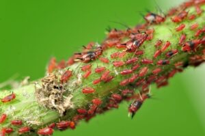 brown aphid