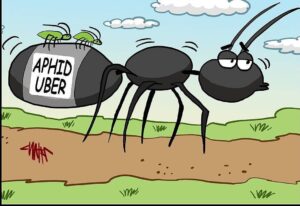 aphid uber cartoon
