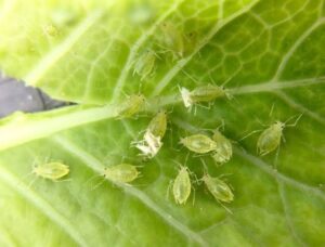 green aphid