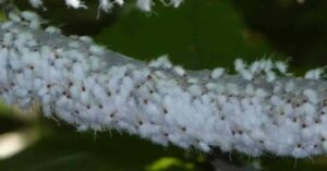 woolly aphid
