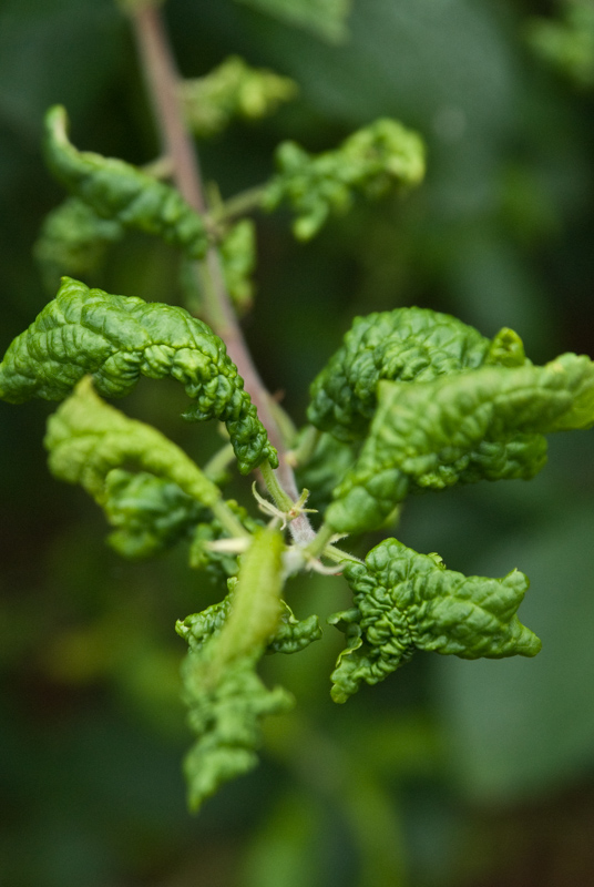 Leaf-curling plum aphid