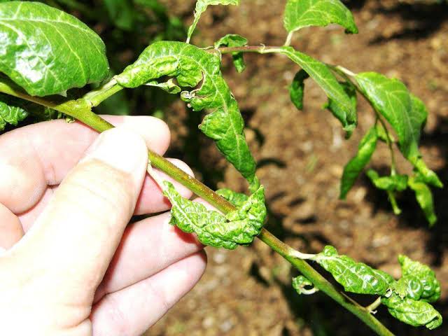 leaf curl aphids
