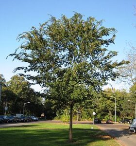 330px-RN_Ulmus_parvifolia_(Hilversum)