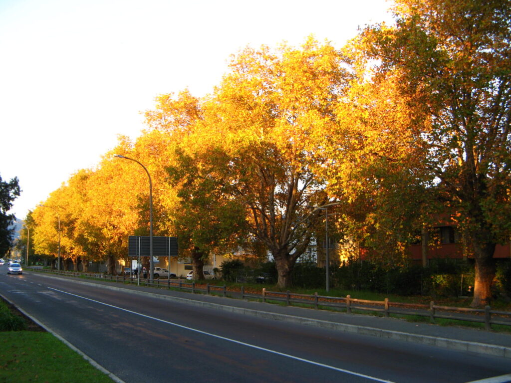 Platanus avenue Stellenb autumn