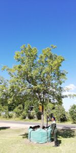 Ulmus parvifolia 2000L AU1G007 Jan 2019