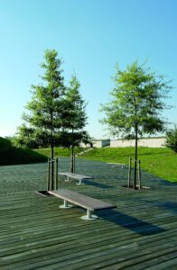 quercus cerris urban