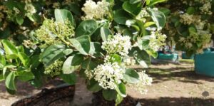 Viburnum sinensis flowers
