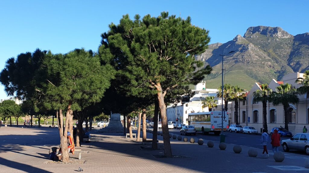 grand parade stone pine