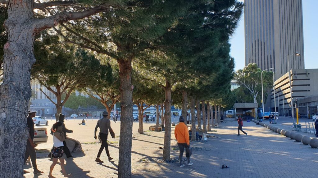 grand parade stone pine