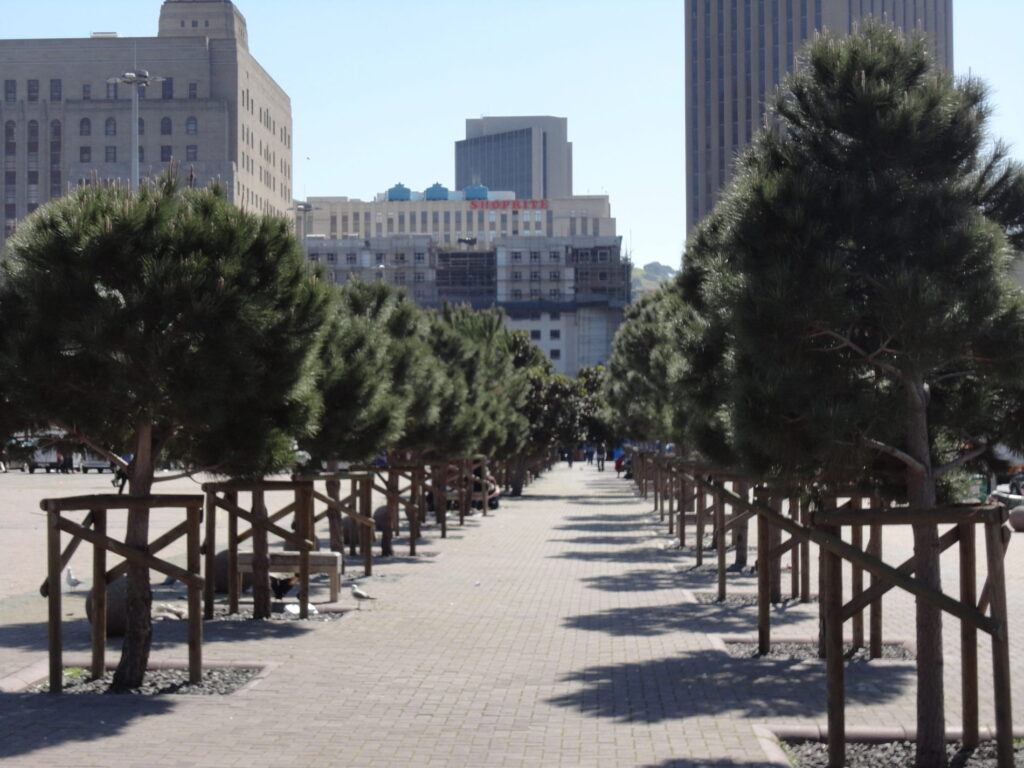 grand parade stone pine