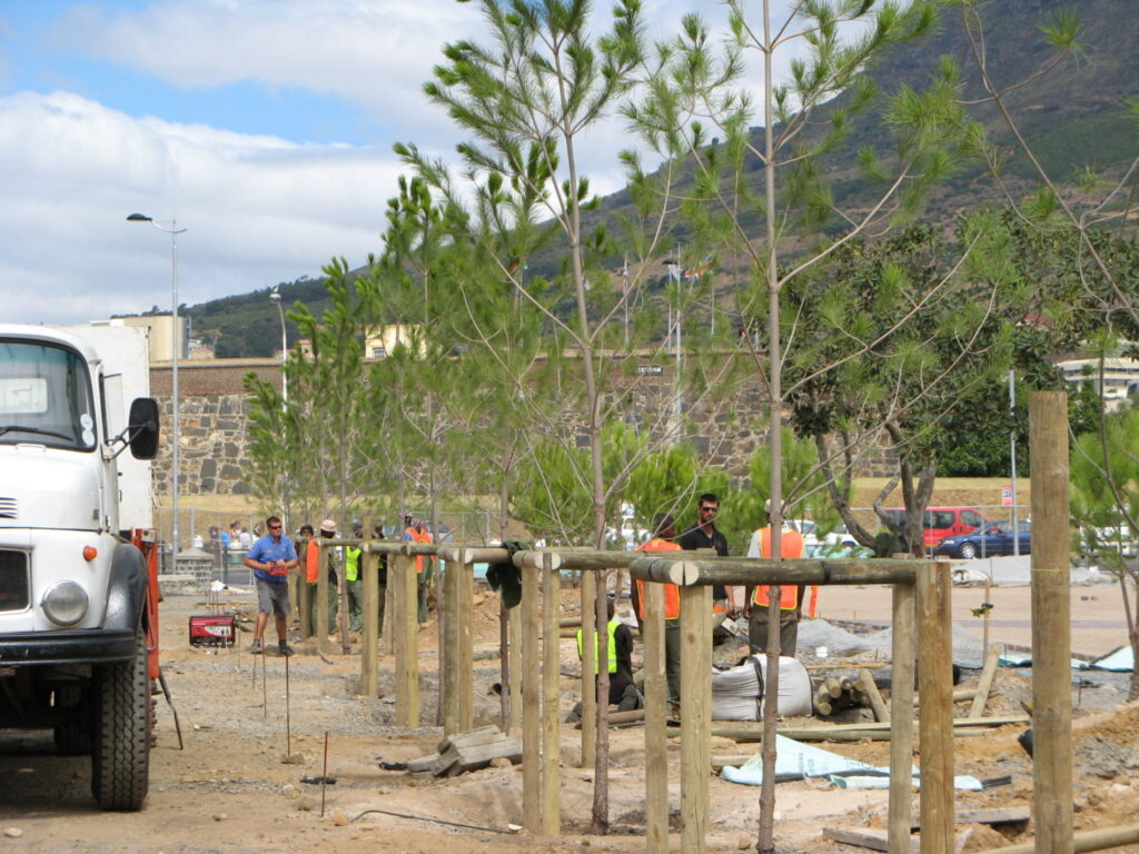 grand parade stone pine ficus palm (20)