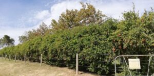 Pomegranate hedge example Pomegranate hedge example
