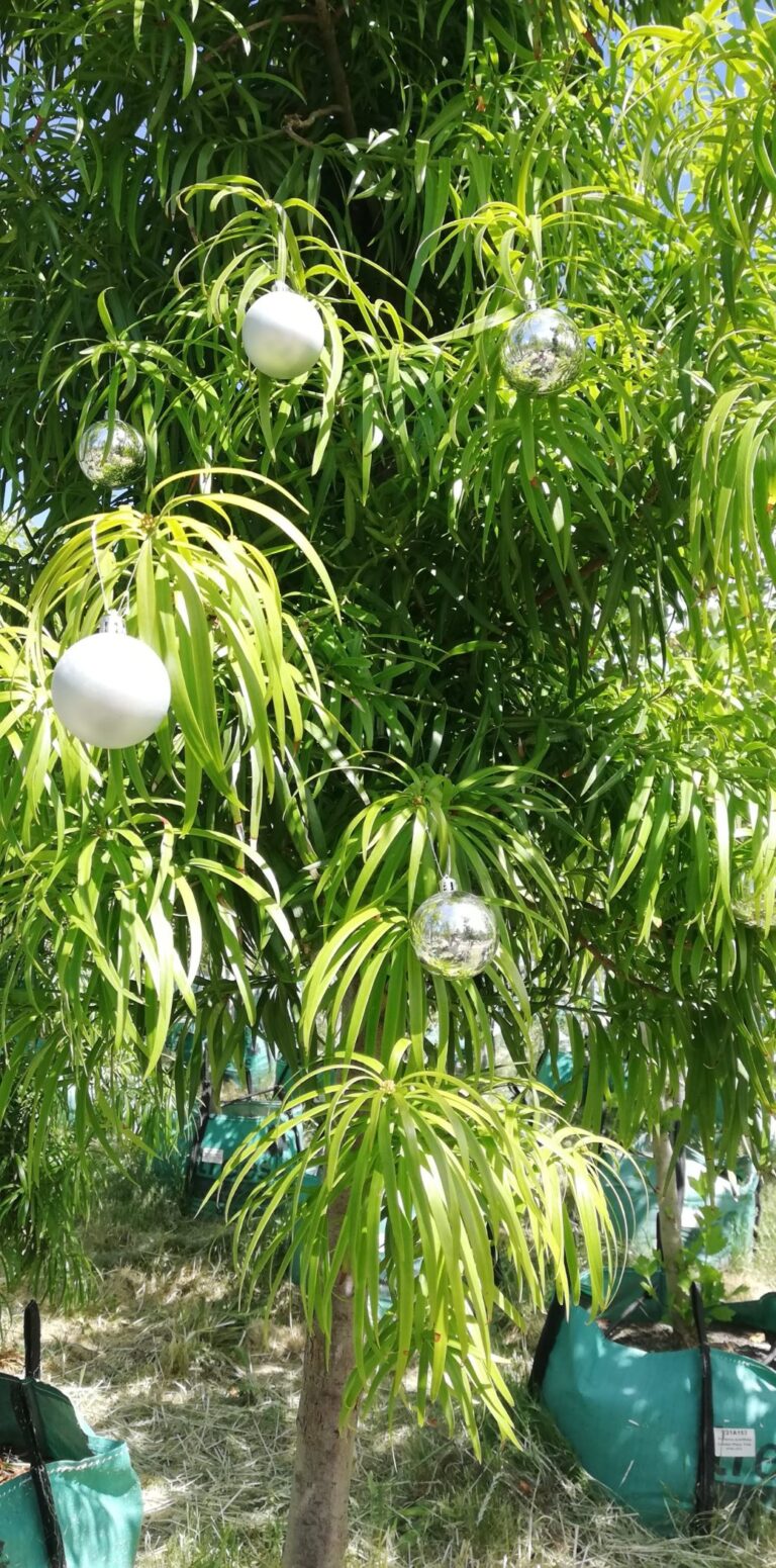 Traditional and African Christmas Tree Ideas Trees SA