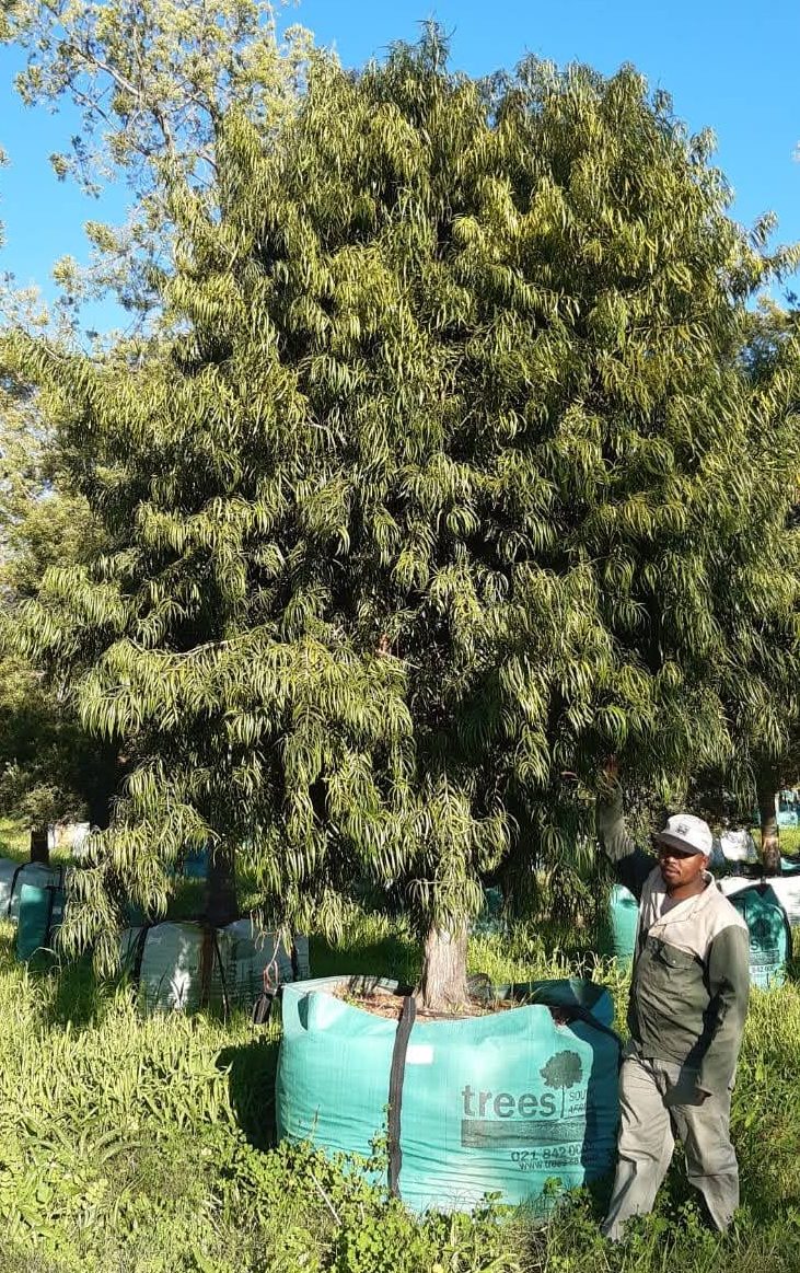 Podocarpus henkelii 2000L