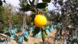 Dovyalis caffra (kei-apple) fruit closeup march 2018 (1) Dovyalis caffra (kei-apple) fruit